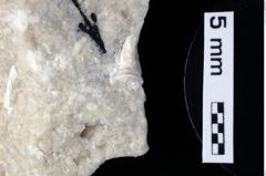 Foto (Detailansicht) von Decapoda indet. (NHMW-GEO-1990-0041-0241)